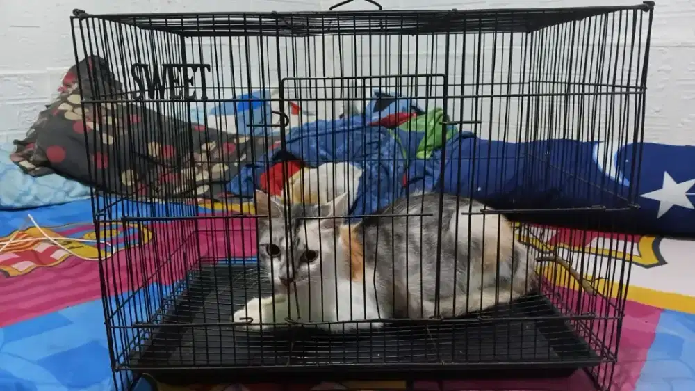 Kandang kucing/ Guguk