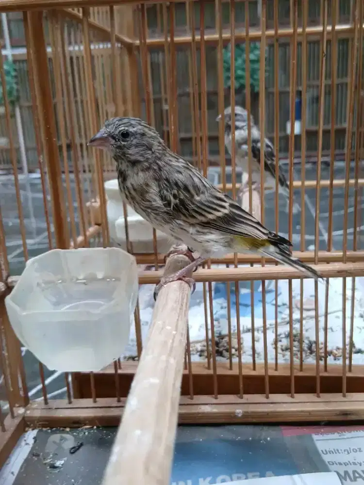 Paud blackthroat jantan aktif riwik