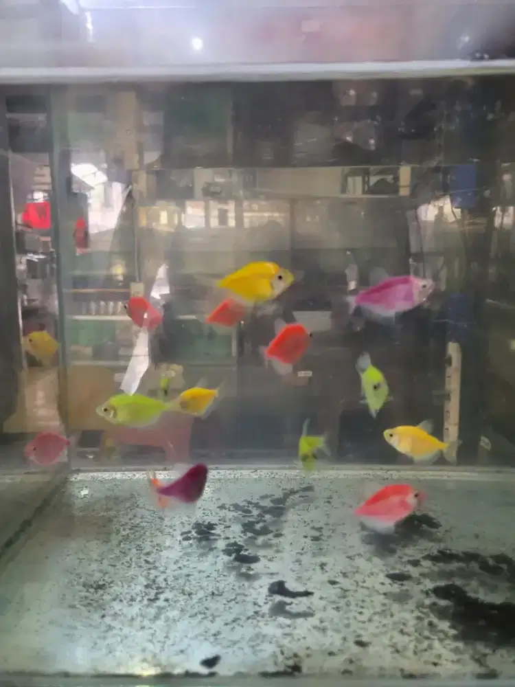 Ikan Hias Aquarium Aquascape Glofish Glow Fish Tetra Sehat Lincah