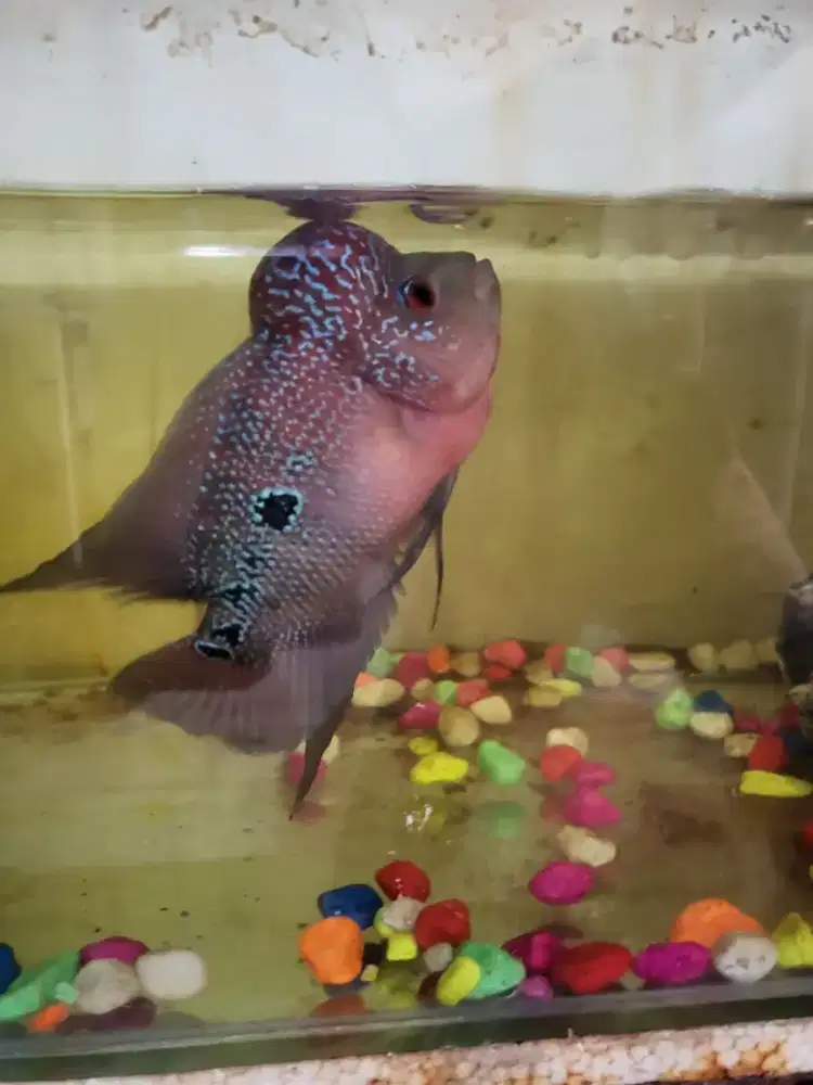 Ikan Aquarium Ikan Louhan Jenong Merah SRD Sehat Lincah Aktif Predator