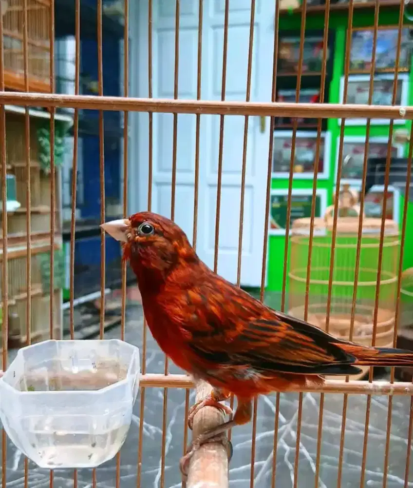 Kenari blackred gacor