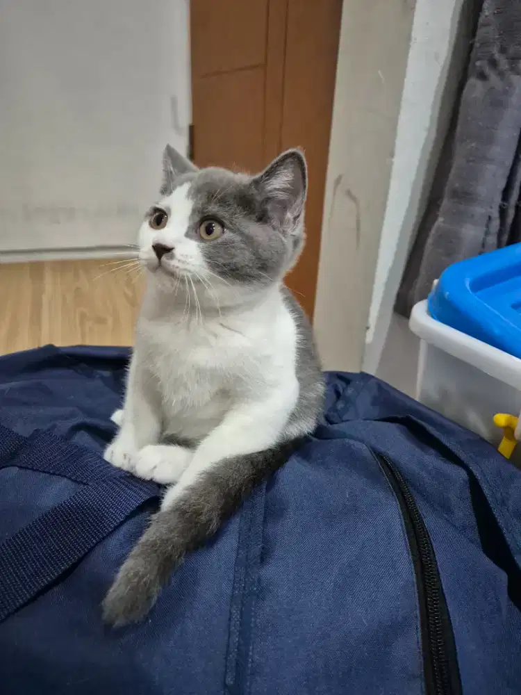 Open adop Kucing indukan BSH tulen dan BSH mix