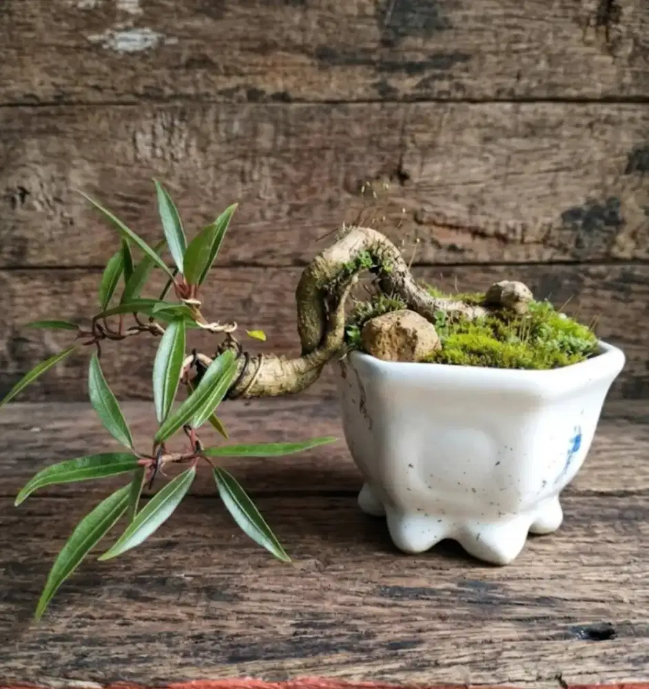 Bonsai Beringin california