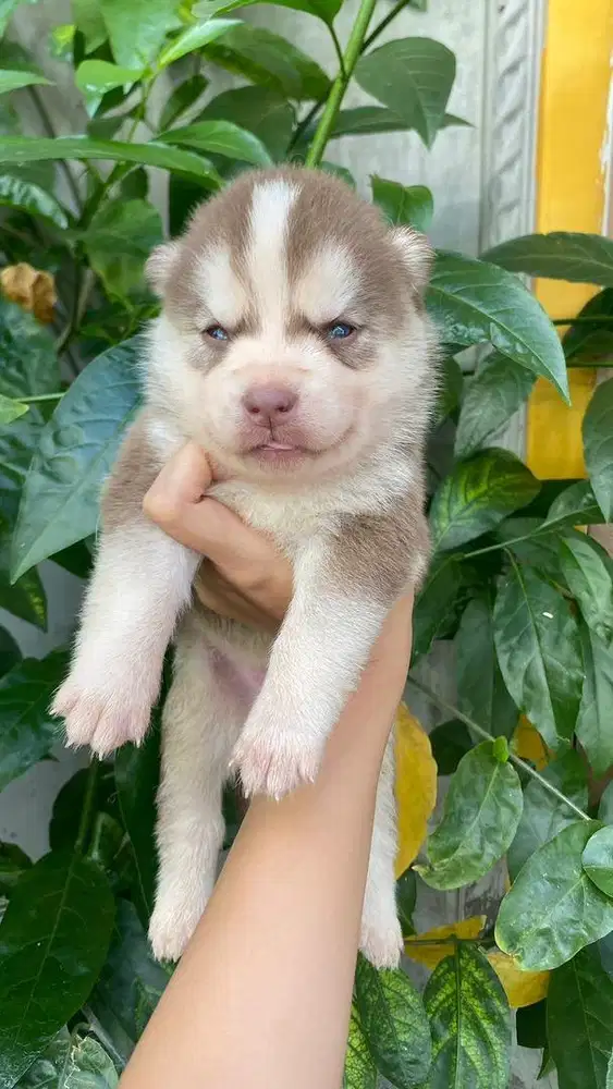 Anak anjing Siberian Husky