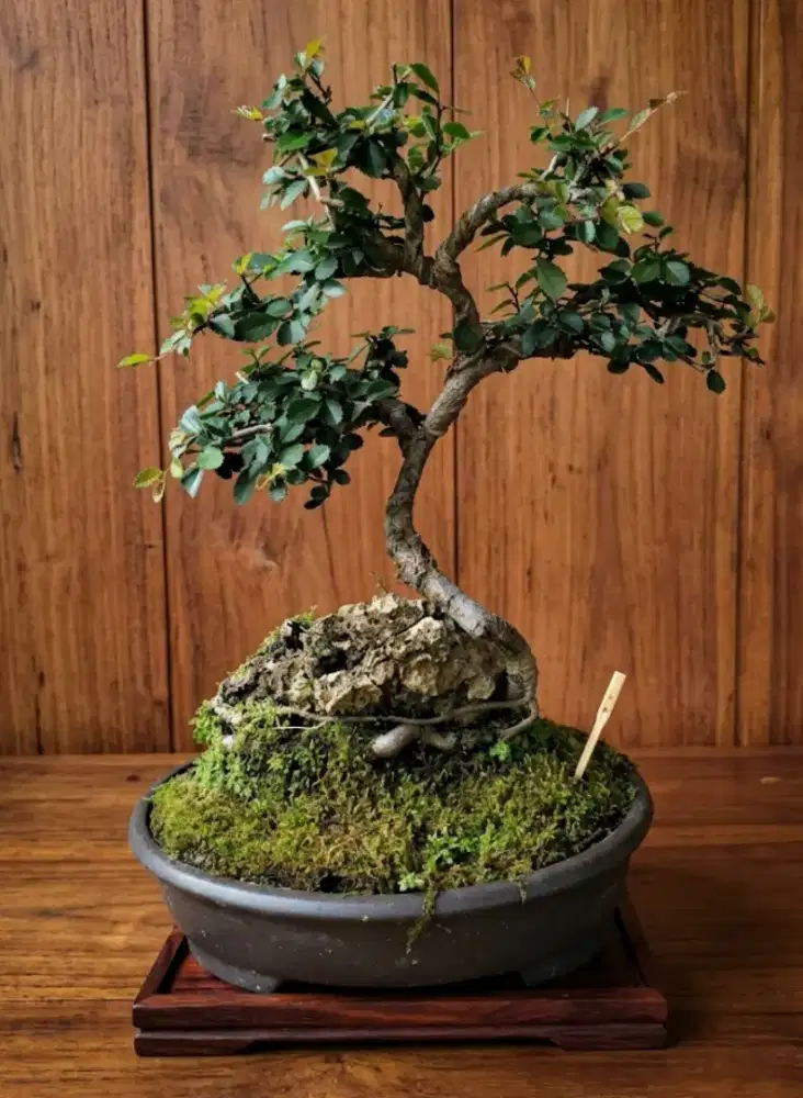 Bonsai Ulmus on the rock