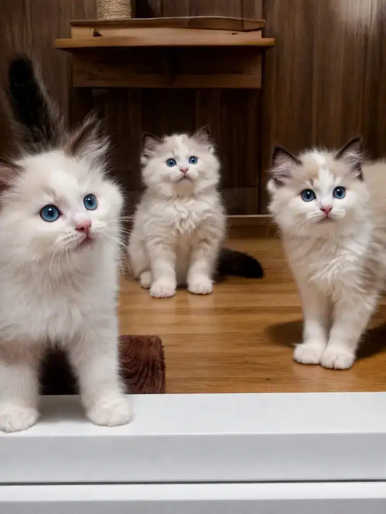 Ragdoll betina lepas nonped