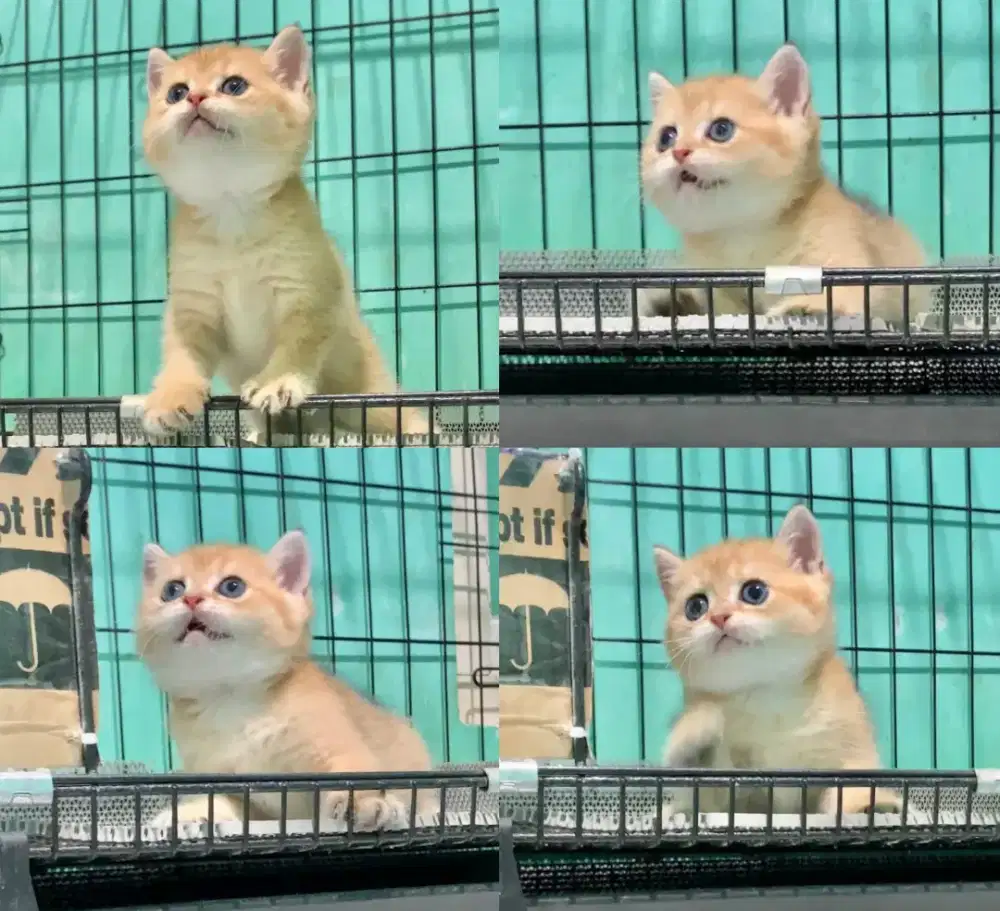 BSH GOLDEN BRITISH SHORTHAIR GOLDEN