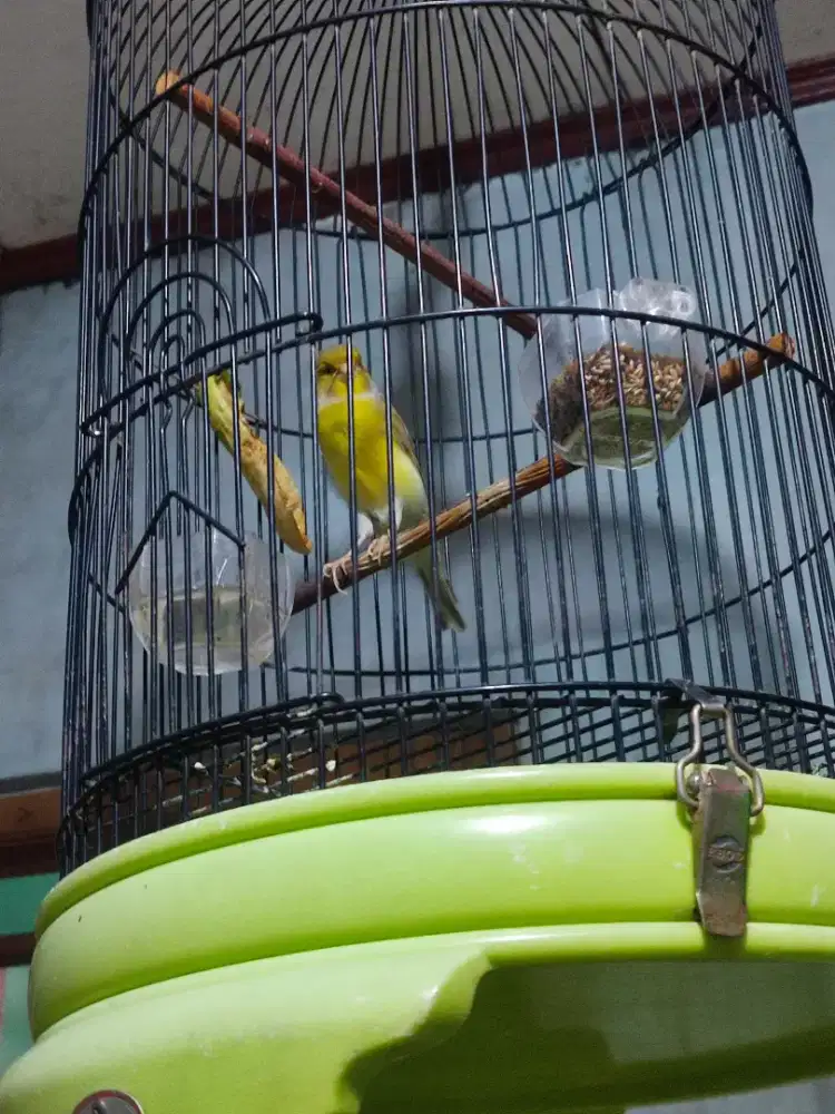 Burung kenari f1 muda fulset