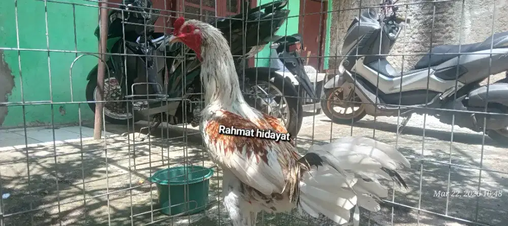 BK CLASIK TRAH IMPORT (2 ekor)