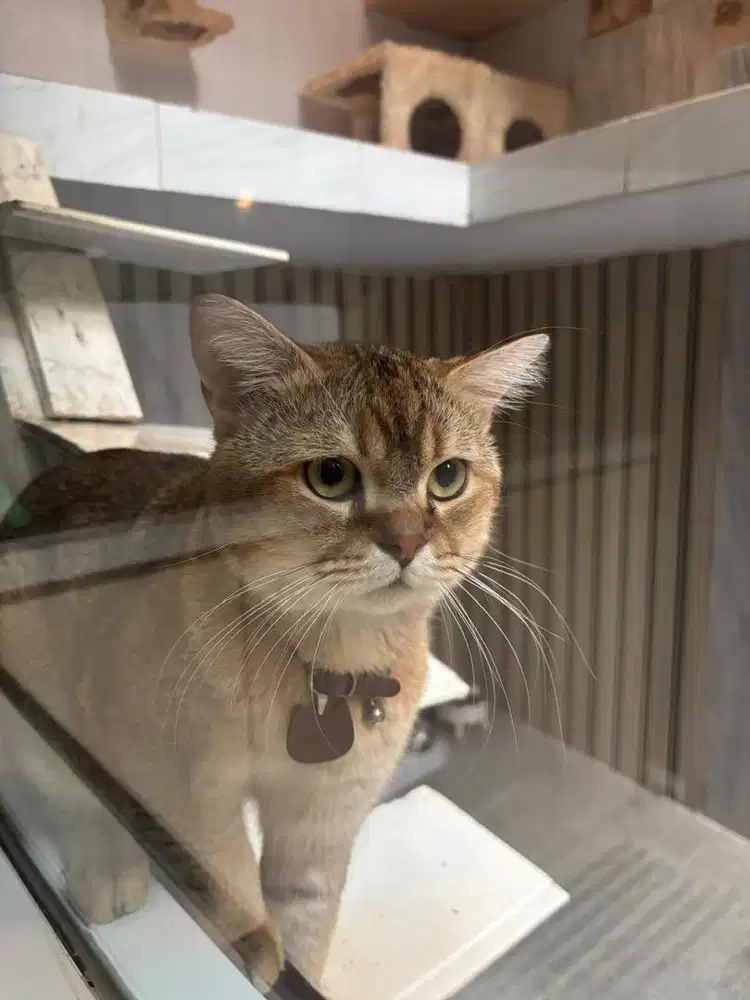 BSH (Golden x Grey) Jantan