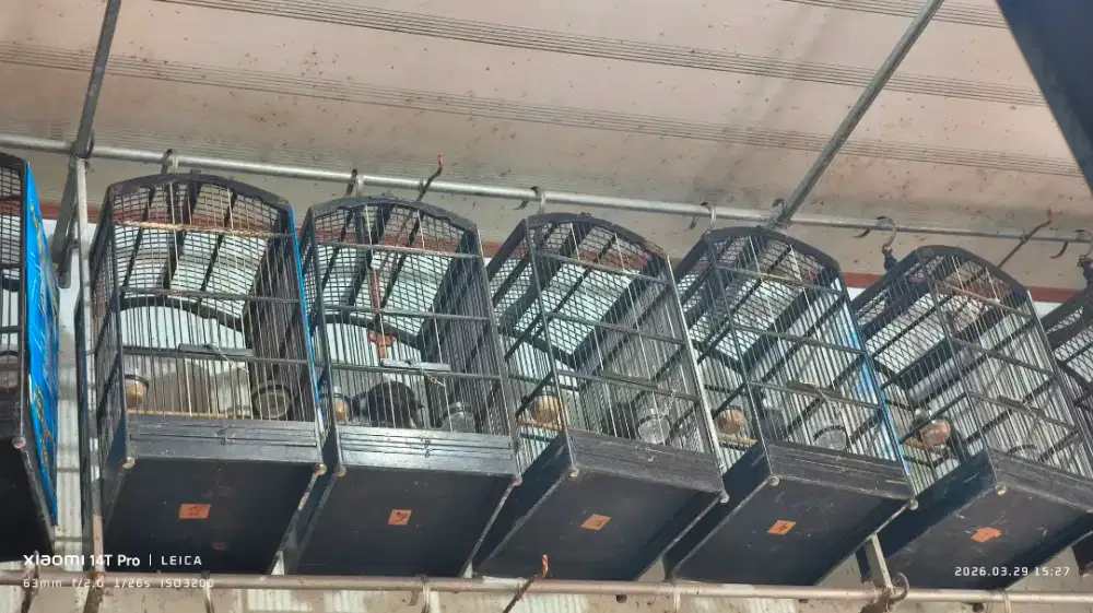 poho poksay hongkong