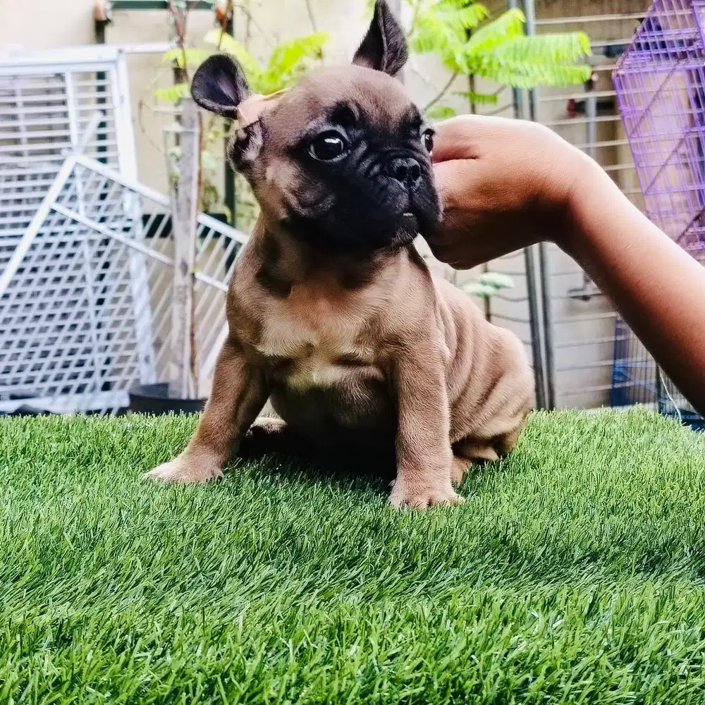 Frenchie bulldog