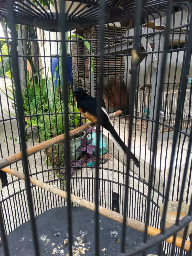 Murai Batu ekor medium