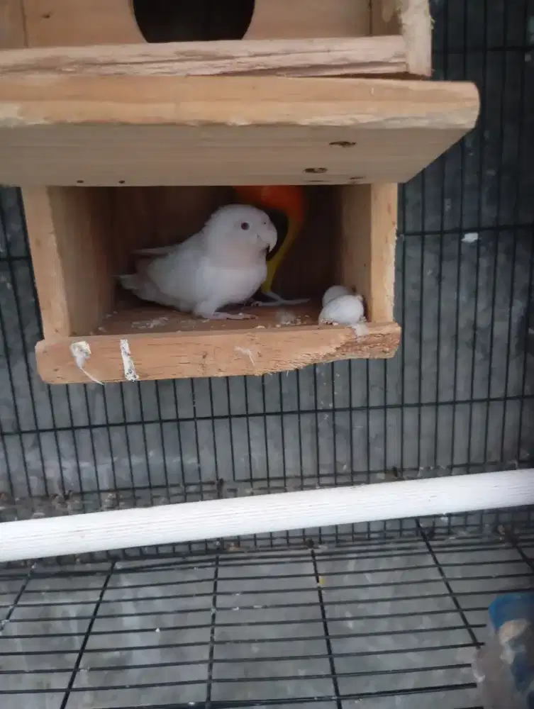Lovebird albino mm borongin aja nih