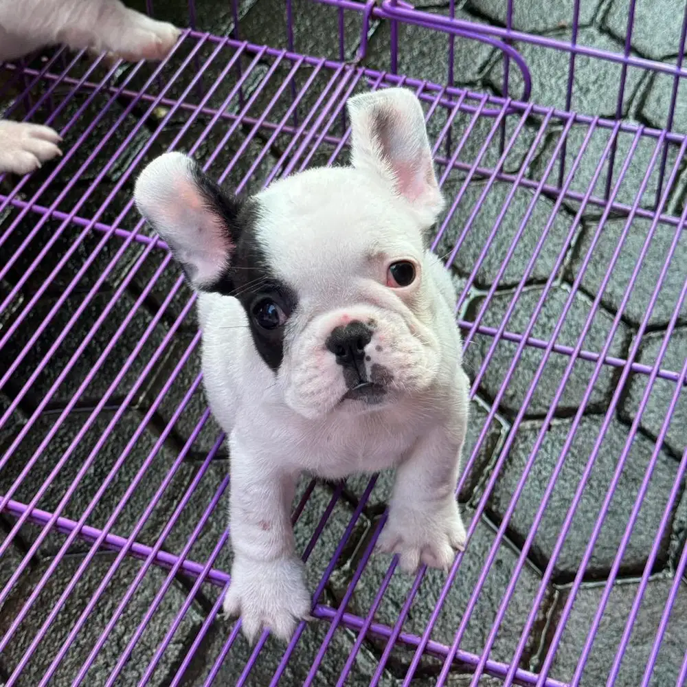 French Bulldog Puppy