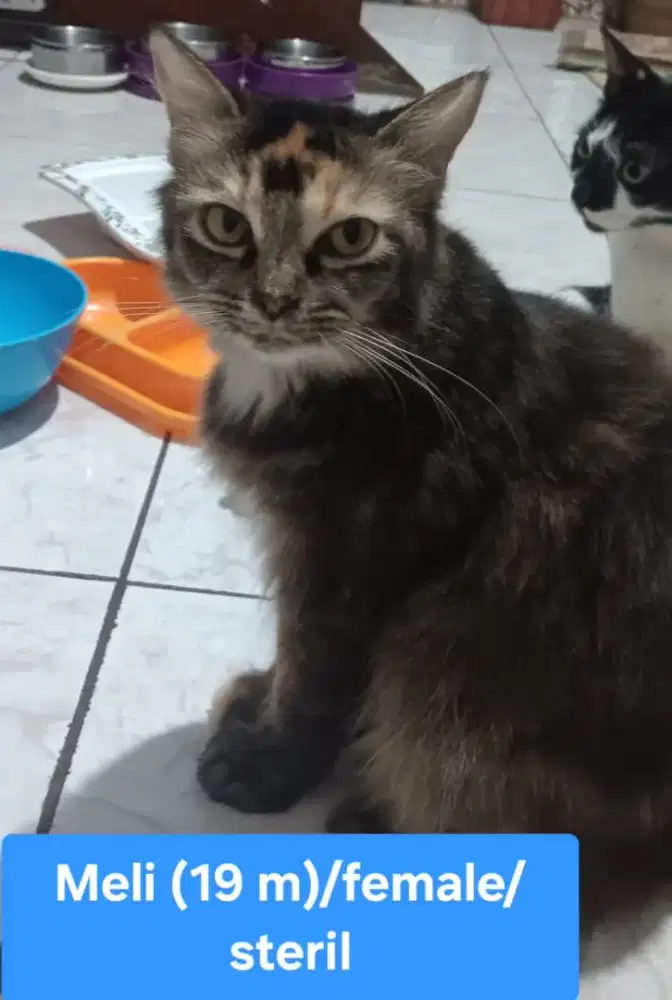 Free Persia Miixdom Betina Sudah Steril