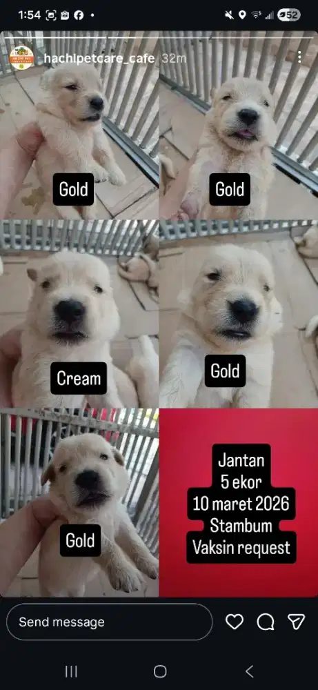 Golden Retriever anakan