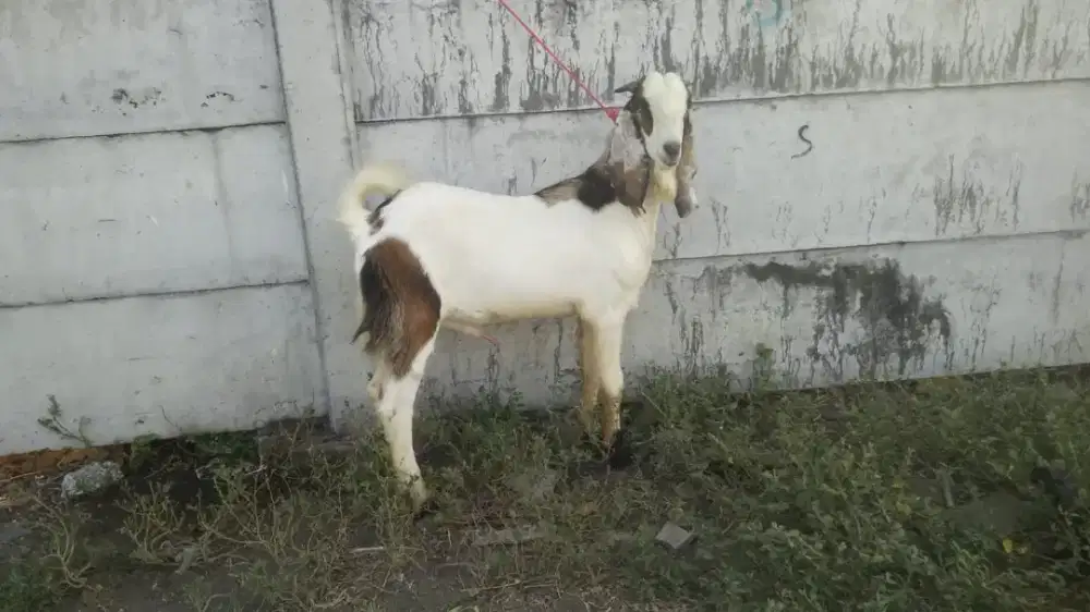 Jual kambing qurban harga ekonomis