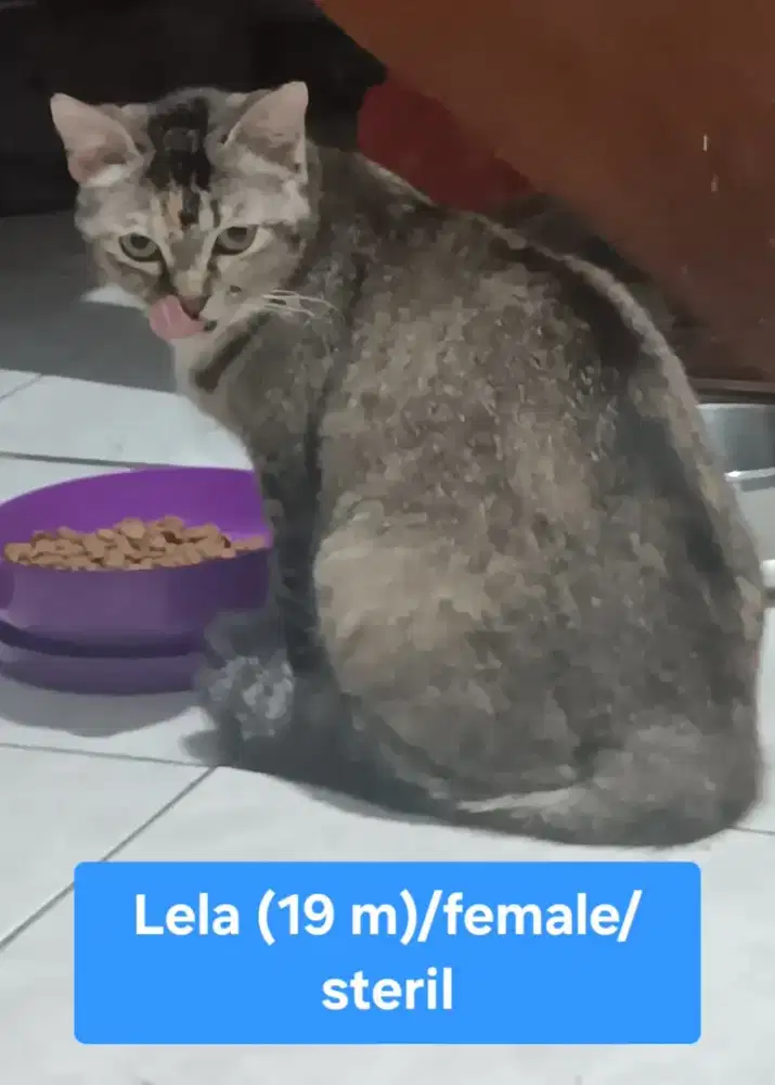Free Persia Mixdom Betina tortie Sudah STERIL