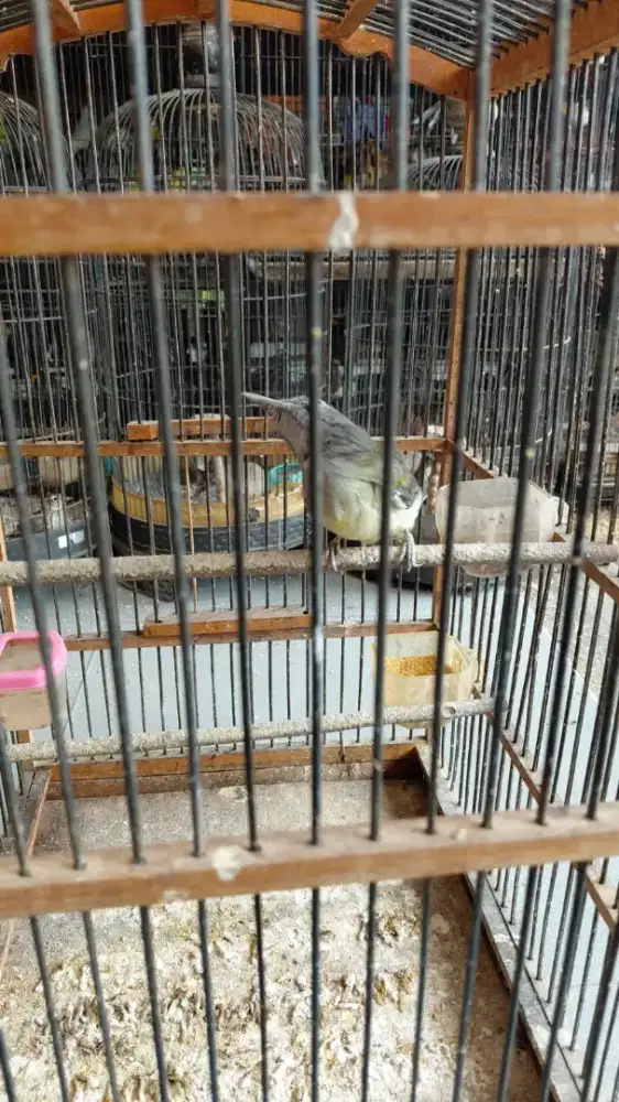 Samyong betina dewasa