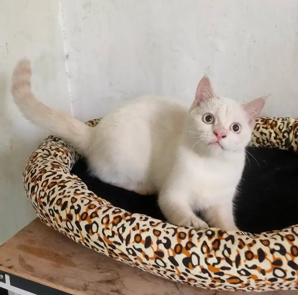 Kitten 2 ekor Betina