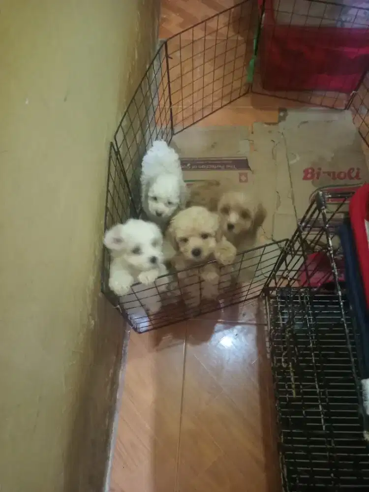 Open adopsi poodle puppies