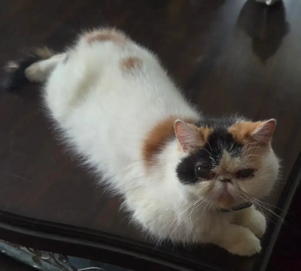 Kucing eksotik betina peaknose ekstrim