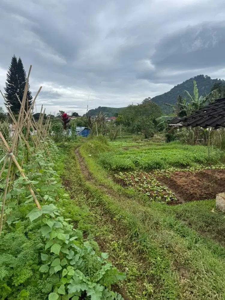 Tanah dijual 8500m Pacet Cipanas