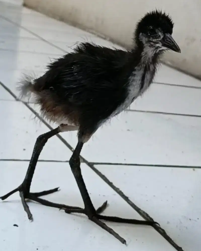 Dijual 3 ekor anakan Sri bombok jinak