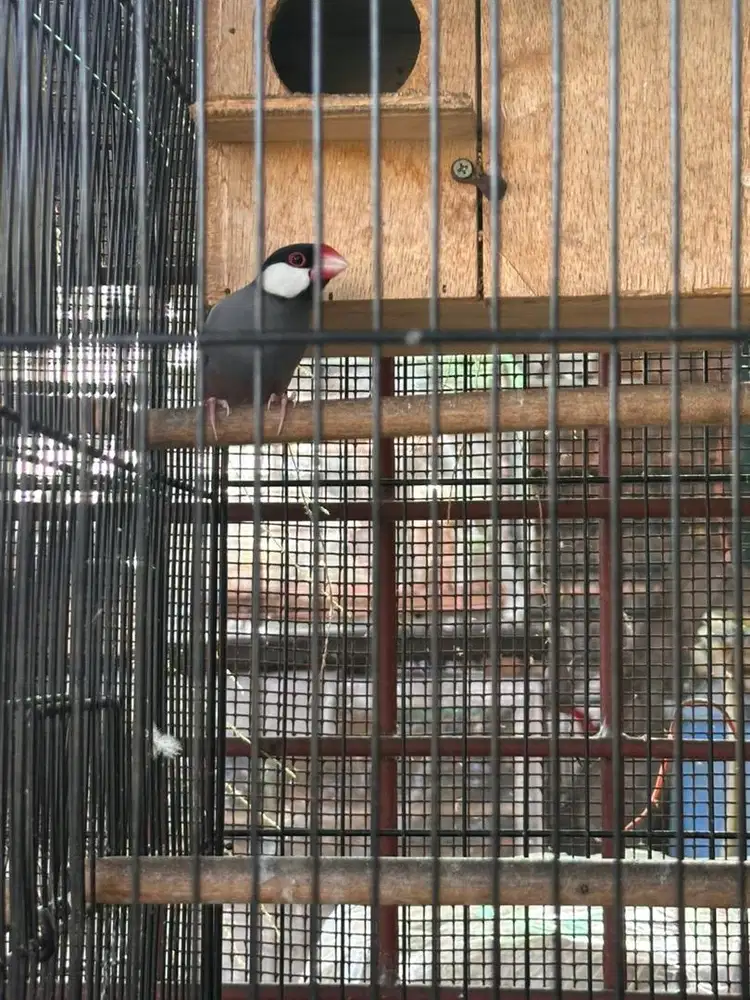 burung jantan cantik