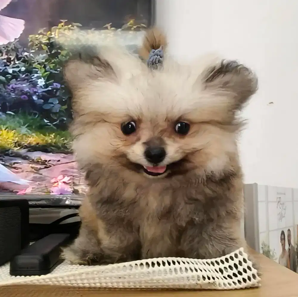 Anjing super mini Pom usia 2 bulan