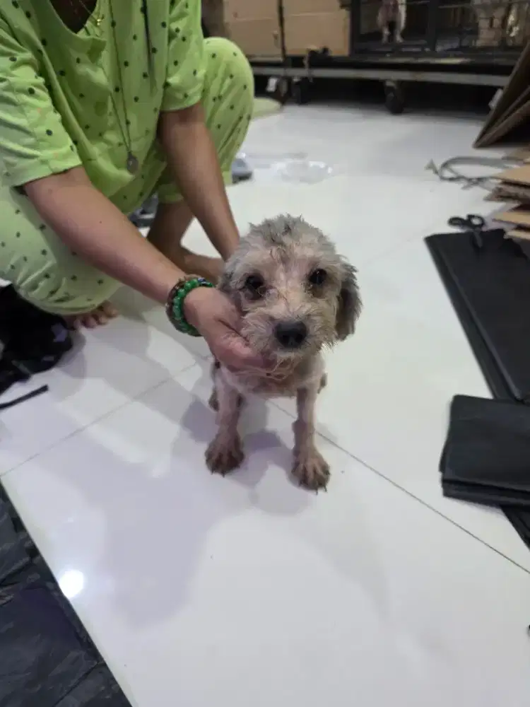 Free adopt jantan dan betina silver usia muda