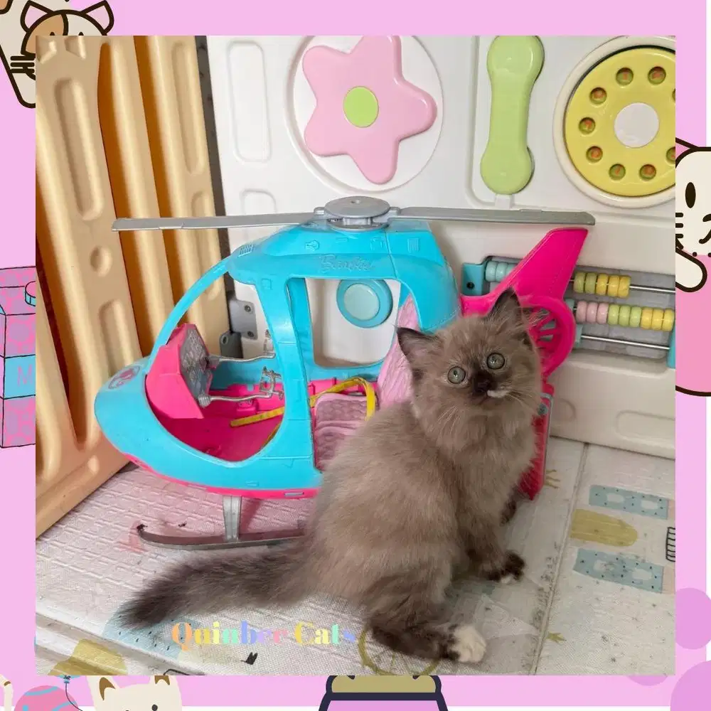 Kucing Himalaya Betina chocolate Cinnamon