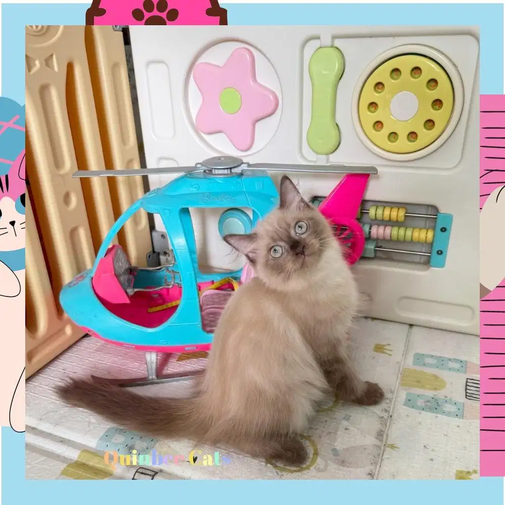 Kucing Himalaya Betina seal point chocolate Cinnamon