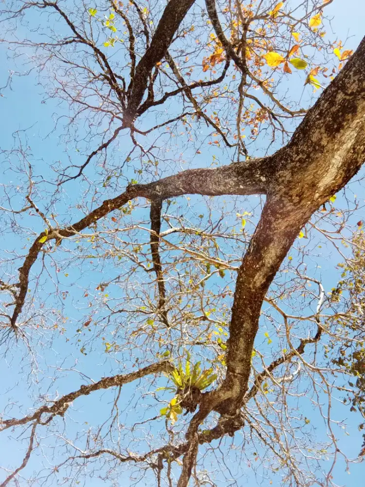 Art beres beres/ lansia