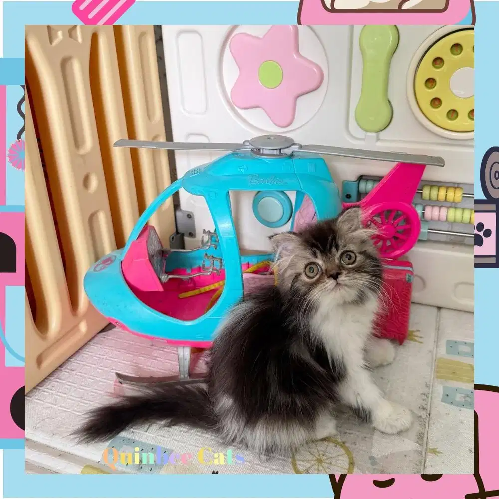 kucing Scottish Fold x Peaknose jantan black White