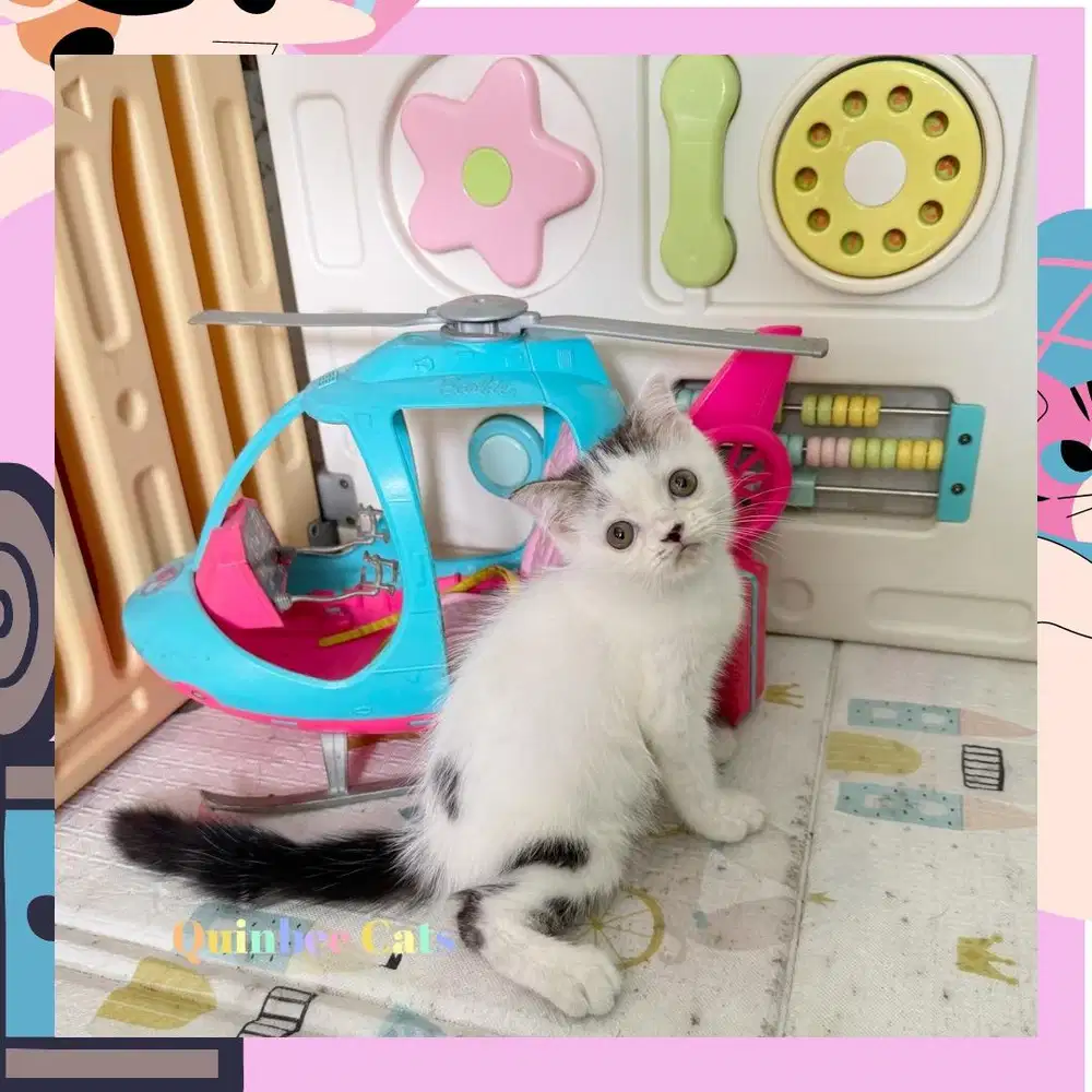 kucing Scottish Fold x Peaknose jantan black van