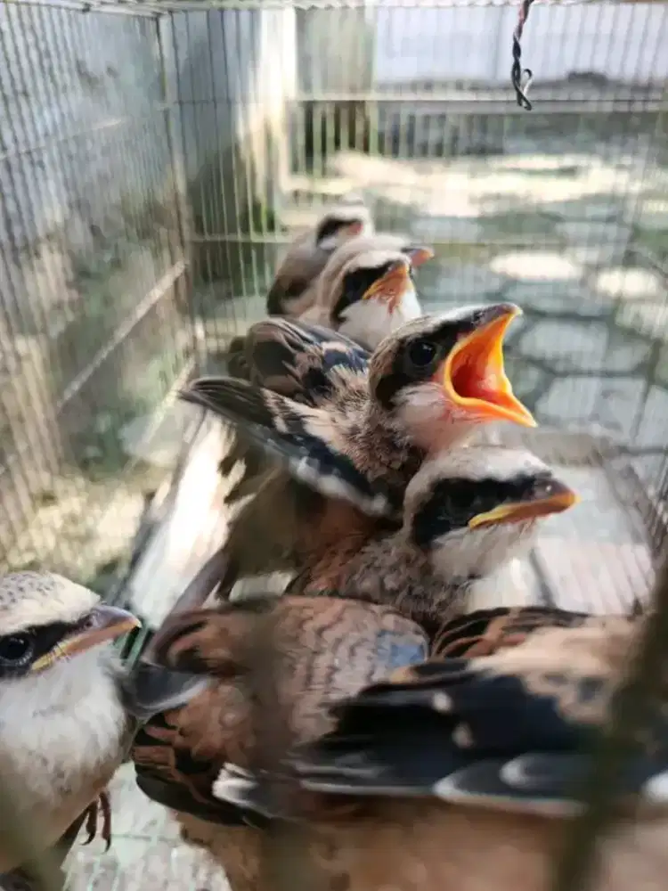 Cendet ponorogo jatim calon blangkon