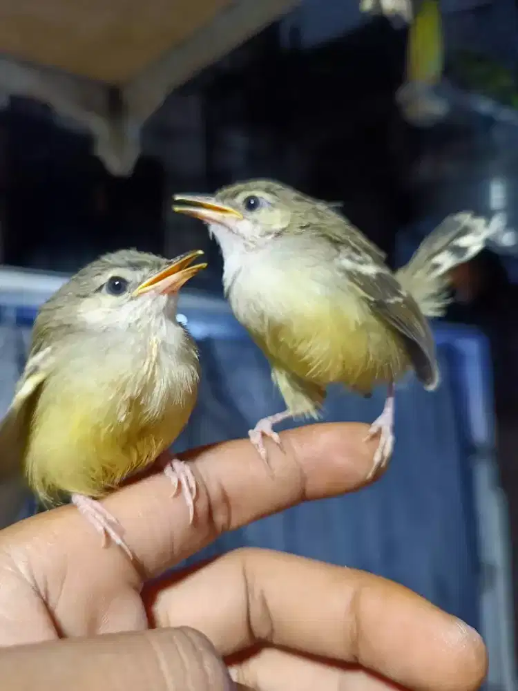 Anakan ciblek semi sepasang mandiri