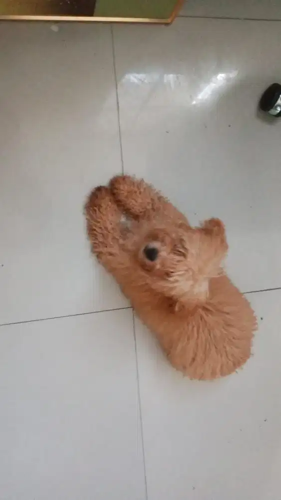 Poodle jantan non stambum