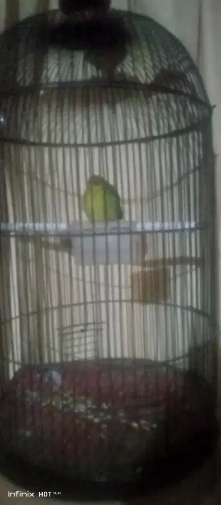 sirtu jantan + kandang