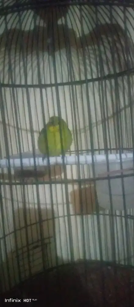 sirtu jantan + kandang