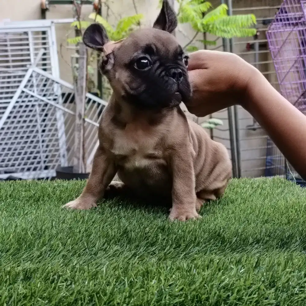 French buldog jantan 2 bln