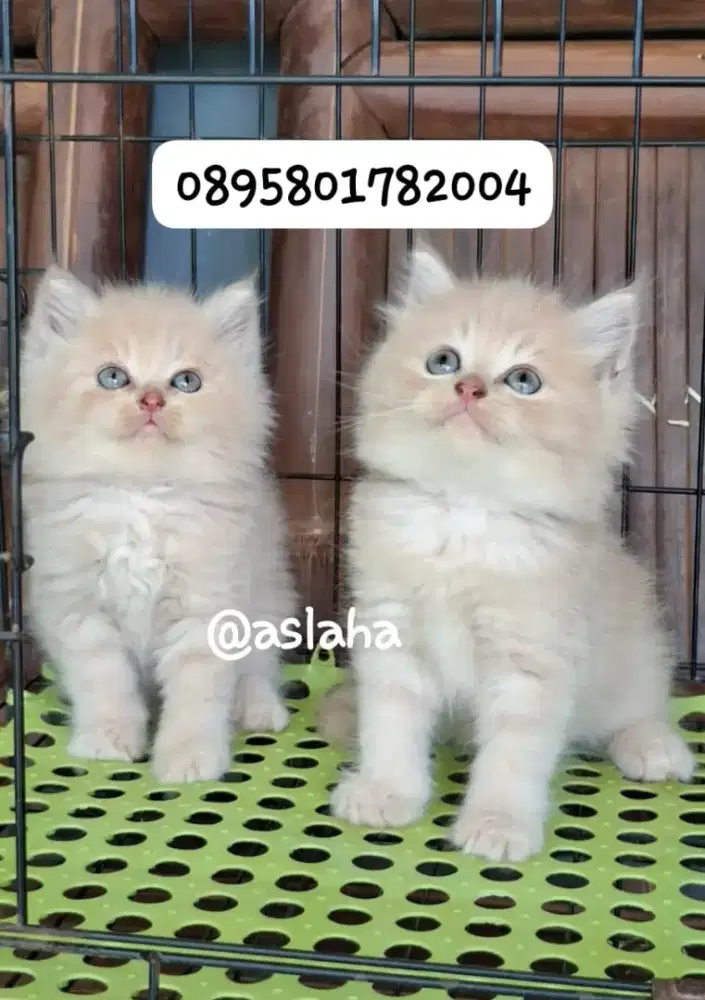 Anak kucing anggora/kitten persia jantan/kucing rpersia jantan