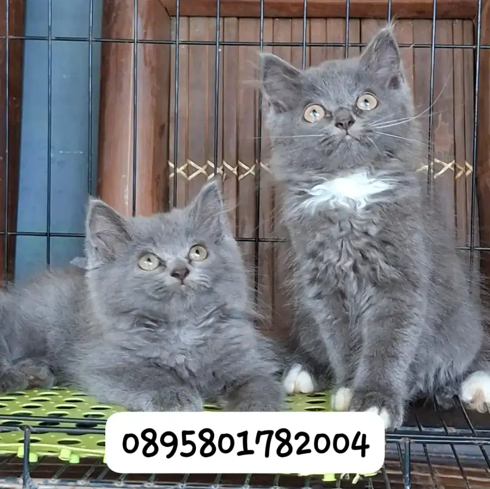 Anak kucing anggora/kitten flatnose jantan/kucing persia  jantan