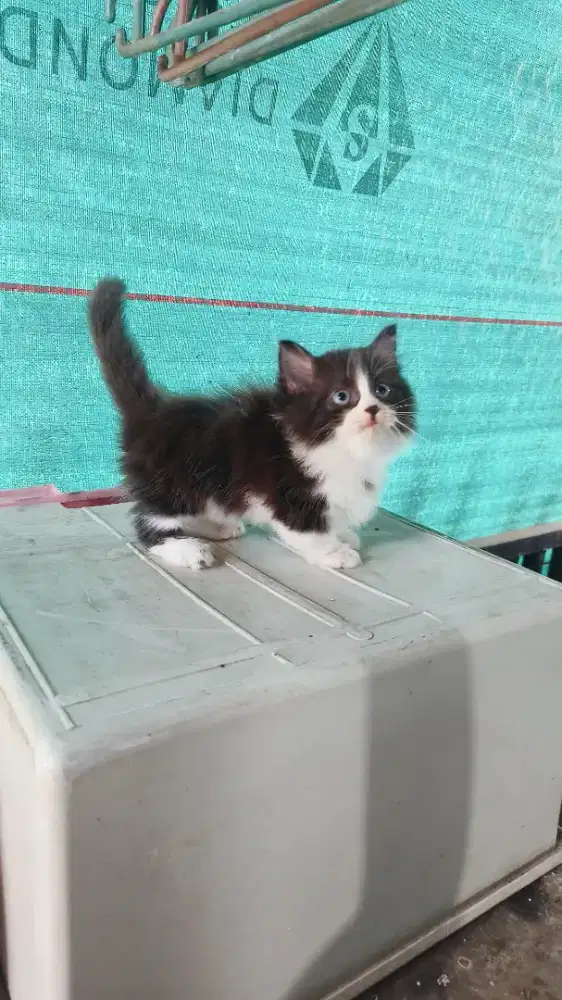 Kiten Munchkin minuet longhair