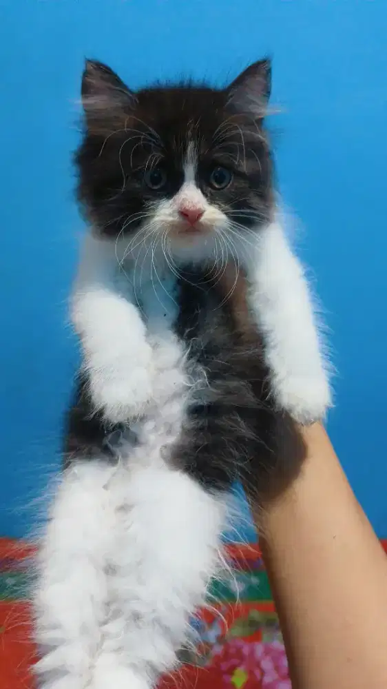 Kiten munchkin non standar longhair