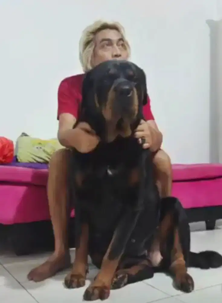 Anjing betina Rottweiler mix tibetan mastiff
