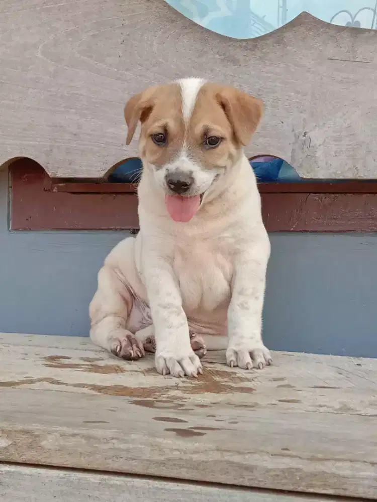 Ready jantan dan betina umur 2 bln