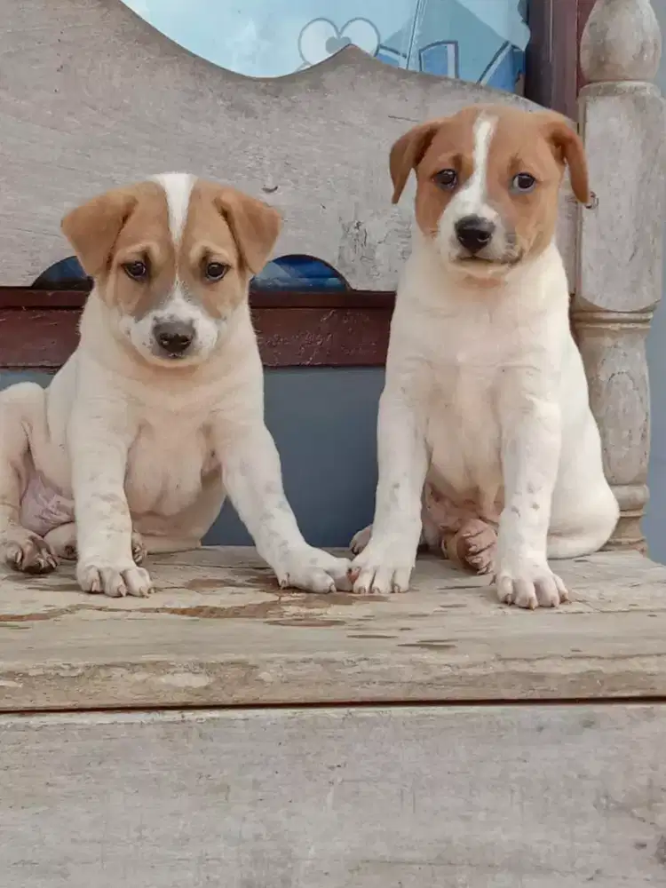 Pitkam jantan dan betina umur 2 bln